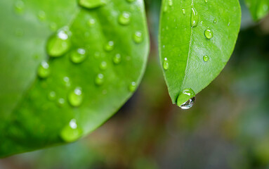 Drops water on green leafs, Natural of raindrop on fresh foliage, After the rain, Close up