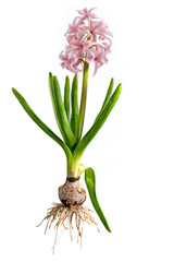 Pink hyacinth with onion, leaves and blossom