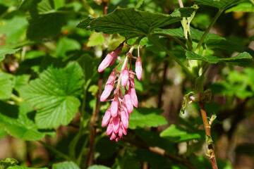 Red flowers of a, the flowering currant or redflower currant (Ribes sanguineum). Family Grossulariaceae. Spring, April, Netherlands
