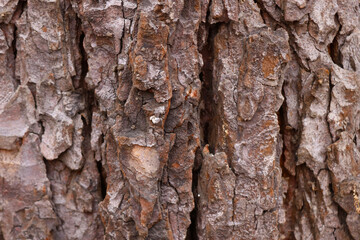 Trunk of brown tree bark, background, texture.