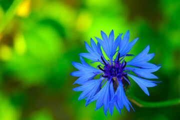 Beautiful blue cornflower in summer or spring.
