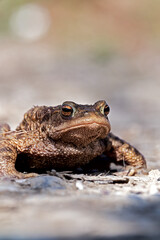 close up of a common european toad