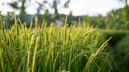 green grass in the morning