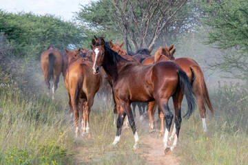 Wild horses