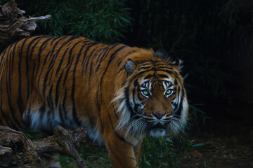 Close-up of an adult tiger in the green.