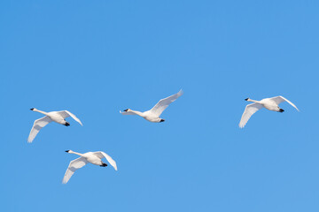 Flock of migrating trumpeter swans seen in northern Canada with blue sky background during spring time in northern Canada, Tagish. 