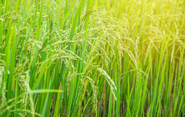 Ear of rice in Paddy field