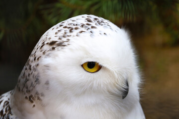 Obraz na płótnie Canvas Close up on a white polar owl.