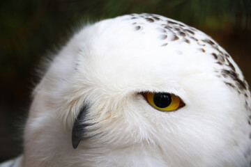 The head of a white snowy owl.