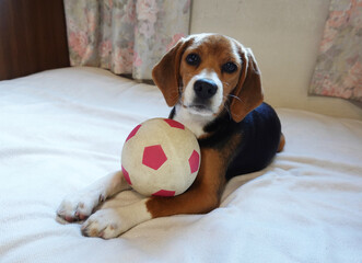 おもちゃのサッカーボールとビーグルの子犬