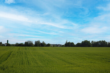 Fototapeta premium Nice view of the green wheat field on a sunny day.