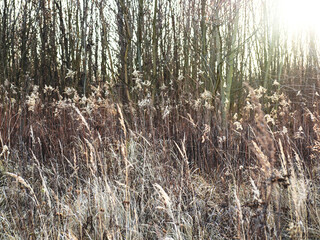 The beginning of the spring in the field on a sunny day. Beige color. Selective focus.