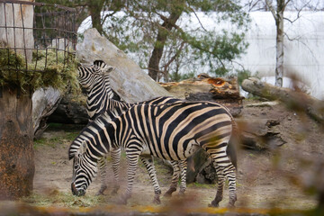 Fototapeta na wymiar Striped zebras eat grass in the park.