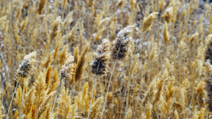 Thickets of dry reeds. Blurred background