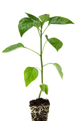 young plant of red pepper with roots on a white background