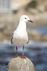 Gull sits on a  beach platform before flying off into the clear blue Southern Hemisphere skies.
