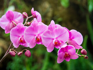 Fototapeta na wymiar Primer plano de orquídeas en la planta