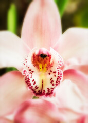 Fototapeta na wymiar Primer plano de orquidea exótica