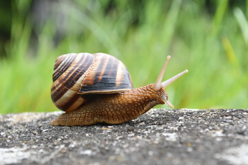 Big snail in shell crawling on road. Helix pomatia also Roman snail, Burgundy snail, edible snail or escargot - obrazy, fototapety, plakaty