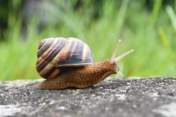 Fotobehang Big snail in shell crawling on road. Helix pomatia also Roman snail, Burgundy snail, edible snail or escargot © Ivan