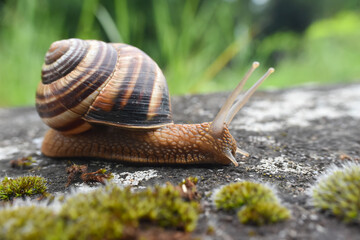 Big snail in shell crawling on road. Helix pomatia also Roman snail, Burgundy snail, edible snail or escargot - obrazy, fototapety, plakaty