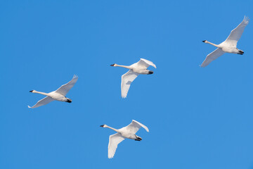 Flock of migrating trumpeter swans seen in northern Canada with blue sky background during spring time in northern Canada, Tagish. 