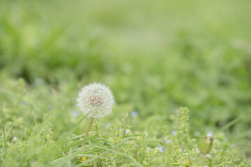 野原のタンポポの綿毛