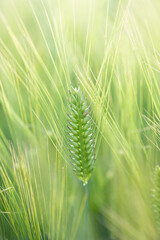 young green wheat ears close-up in the field