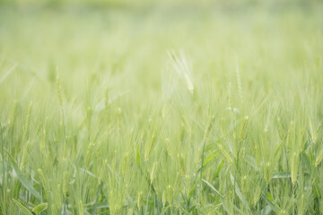 鮮やかな緑の麦畑　4月