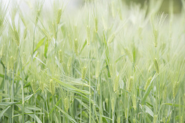 鮮やかな緑の麦畑　4月