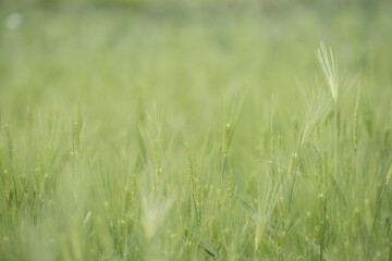 Obraz na płótnie Canvas 鮮やかな緑の麦畑　4月