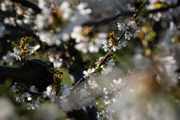 Cerisier en fleurs