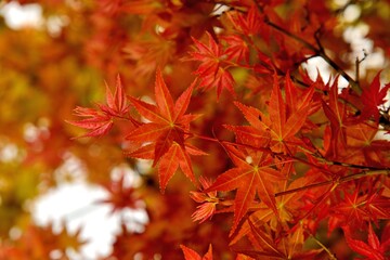Maple Leaf is Autumn background with red & yellow leaves.in the Taiwan.