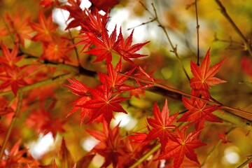 Naklejka na ściany i meble Maple Leaf is Autumn background with red & yellow leaves.in the Taiwan.