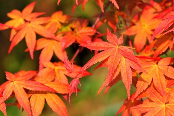 Maple Leaf is Autumn background with red & yellow leaves.in the Taiwan.