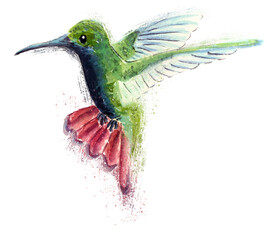 Obraz premium Hummingbird flying