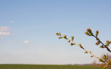 First leaves on a blue sky background
