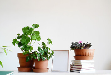 Interior composition with house plants and books