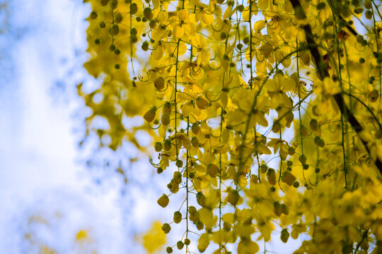 Konnapoo 이미지 – 찾아보기 62 스톡 사진, 벡터 및 비디오 | Adobe Stock