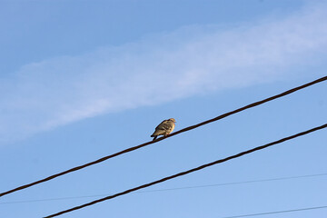 pigeon on the wires on a spring morning