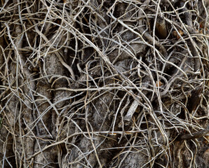 bark of a tree trunk covered by dry ivy and other climbing plants with thorns -  background texture