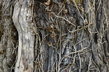 bark of a tree trunk covered by dry ivy and other climbing plants with thorns -  background texture for a wallpaper