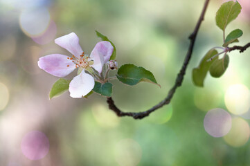 Delicate apple blossom on a tree branch. Morning light, bokeh. Selective focus