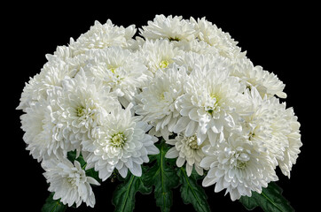 Bouquet of white chrysanthemum flowers on black background. Natural floral backdrop - design for happy or sad event. In East it is a sign of good luck, in China - talisman of health and longevity