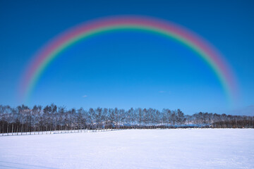 帯広郊外の防雪林にかかる虹