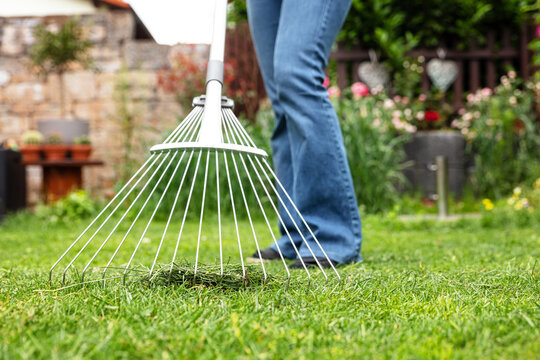 Woman Is Raking Tha Lawn In The Garden, Gardening And Work