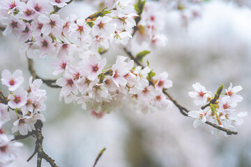 Cherry Blossom, Japanese park Amstelveen, The Netherlands