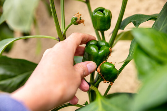 Woman checking a small green paprika or sweet pepper, vegetables growing up