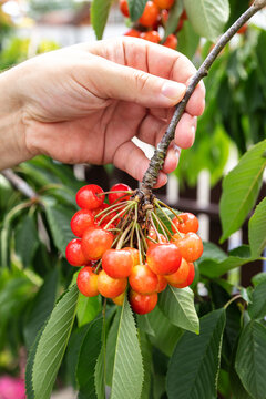Woman holding a banch of a cheery tree with fresh cherris, growth period
