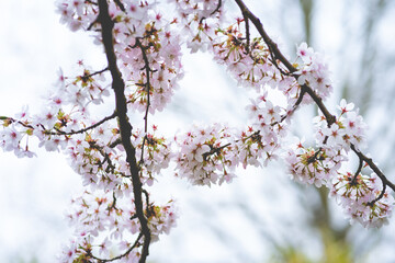 Cherry Blossom, Japanese park Amstelveen, The Netherlands